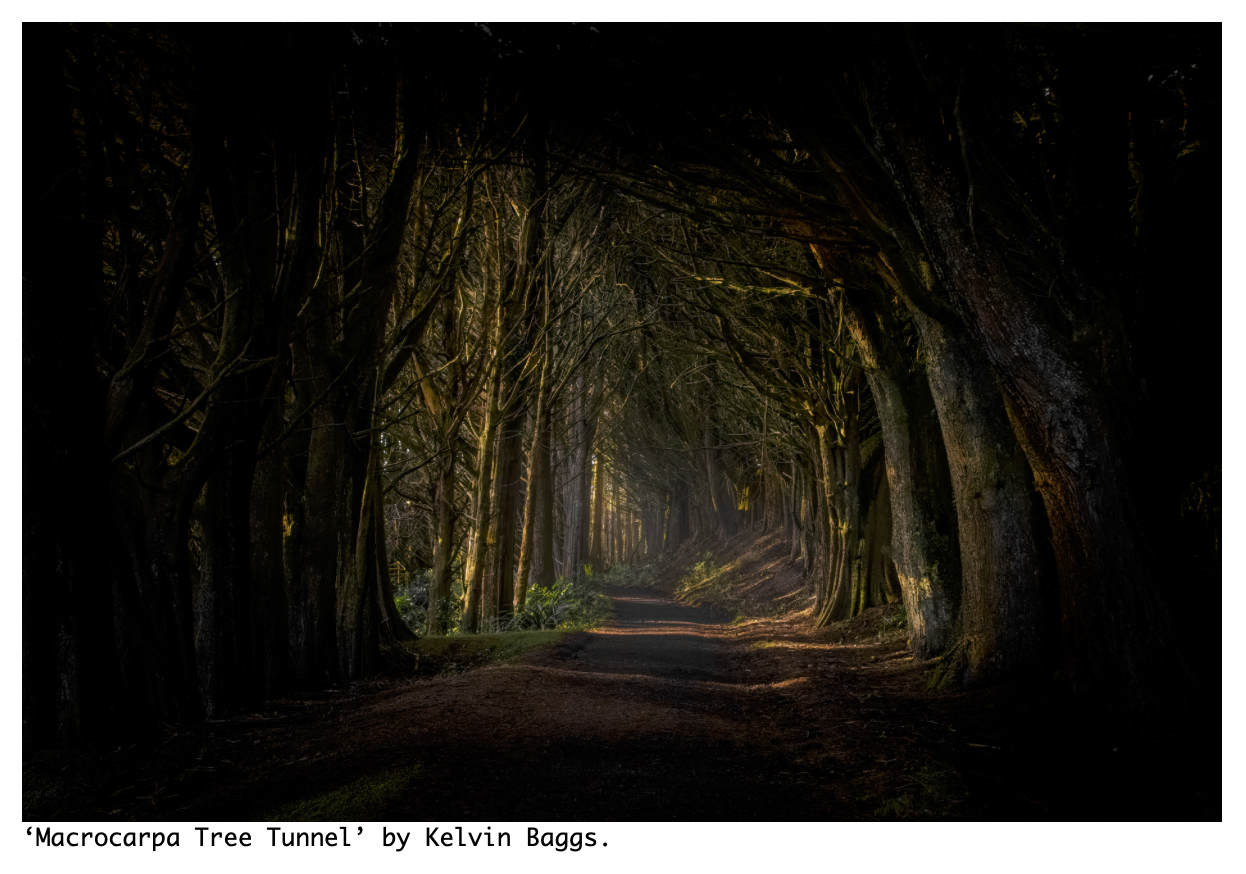 Macrocarpa Tree Tunnel Image.png